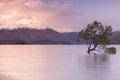 Wanaka Tree at sunset