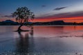 That Wanaka Tree