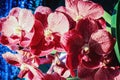 Wanda orchid in the garden Royalty Free Stock Photo