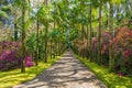 Parque Terra Nostra, Sao Miguel Royalty Free Stock Photo