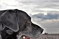 Black dog, labrador stray dog, looking at the sea