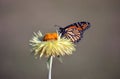 Wanderer Butterfly on yellow everlasting daisy