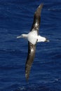 Wandering Albatros Royalty Free Stock Photo