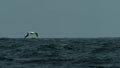 Wandering Albatros in flight over the storm ocean