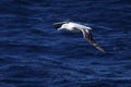 Wandering Albatross