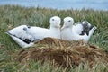 Wandering albatross abouth the nest