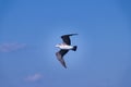 Wandering albatross bird soaring through the sky, its wings outstretched in a graceful display Royalty Free Stock Photo