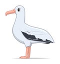 Wandering albatross bird on a white background