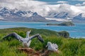 Wandering Albatross Couple on it`s Nest