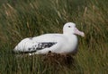 Wandering Albatross, Diomedea exulans Royalty Free Stock Photo