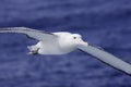 Wandering Albatross in Flight Royalty Free Stock Photo