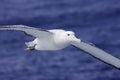 Wandering Albatross in Flight