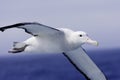 Wandering Albatross in Flight Royalty Free Stock Photo