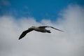 Wandering Albatross in Flight Royalty Free Stock Photo