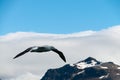 Wandering Albatross in Flight Royalty Free Stock Photo