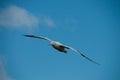 Wandering Albatross in Flight Royalty Free Stock Photo