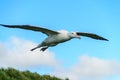 Wandering Albatross in Flight Royalty Free Stock Photo