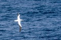 Wandering Albatross in Flight with outstretched wings Royalty Free Stock Photo