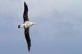 Wandering albatross gliding over the Drake Passage