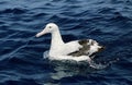 Wandering Albatross, Grote Albatros, Diomedea exulans