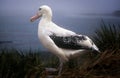 Wandering Albatross, South Georgia Royalty Free Stock Photo