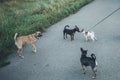 Wandering black dog touches a small domestic Chihuahua with its nose