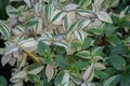 Wandering Dude, Tradescantia zebrina, green and white variegated leaves