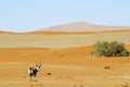 Wandering dune of Sossuvlei in Namibia