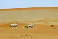 Wandering dune of Sossuvlei in Namibia