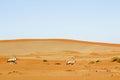 Wandering dune of Sossuvlei in Namibia