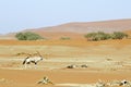 Wandering dune of Sossuvlei in Namibia