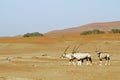 Wandering dune of Sossuvlei in Namibia