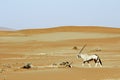 Wandering dune of Sossuvlei in Namibia