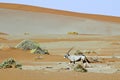 Wandering dune of Sossuvlei in Namibia