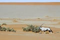 Wandering dune of Sossuvlei in Namibia