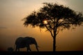 Wandering elephants against the setting sun in Kenya