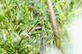 A Wandering Garter Snake Thamnophis elegans vagrens Moving Through Dense Vegetation in the Mountains of Colorado Royalty Free Stock Photo