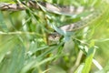 A Wandering Garter Snake Thamnophis elegans vagrens Moving Through Dense Vegetation in the Mountains of Colorado Royalty Free Stock Photo