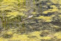 A Wandering Garter Snake Thamnophis elegans vagrens Swimming in a Mossy Pond in the Mountains of Colorado Royalty Free Stock Photo