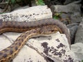 Wandering Garter Snake, Thamnophis vagrans