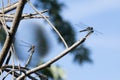 Wandering Glider Dradgonflies holding on to branches Royalty Free Stock Photo