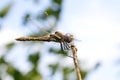 Wandering Glider Dradgonflies holding on to branches Royalty Free Stock Photo