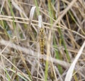 Wandering Glider Dragonfly Pantala flavescens Perched on Dried Grass Royalty Free Stock Photo