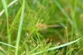 Wandering glider dragonfly, Pantala flavescens