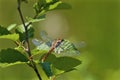 Wandering Glider Dragonfly  701015 Royalty Free Stock Photo