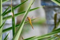 Wandering glider, globe skimmer dragonfly sleeping on a leaf branch. Close up of pantala flavescens Royalty Free Stock Photo