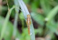 Wandering glider Pantala flavescens , Dragonflies have an orange body with transparent wings on the grass with water droplets