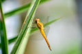 Wandering glider, pantala flavescens dragonfly sleeping on a leaf branch. Close up of globe skimmer Royalty Free Stock Photo