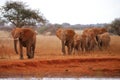 Wandering herd of elephants