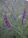 Vicia villosa